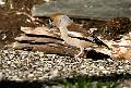 Kjernebiter - Hawfinch (Coccothraustes coccothraustes)